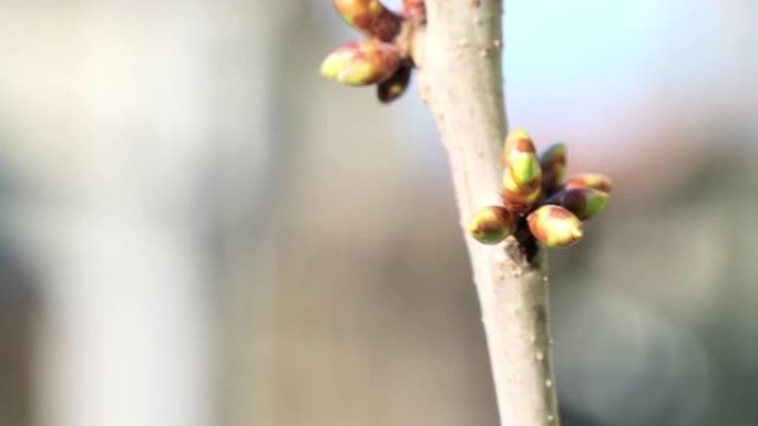 阳光照亮杏树开花的芽