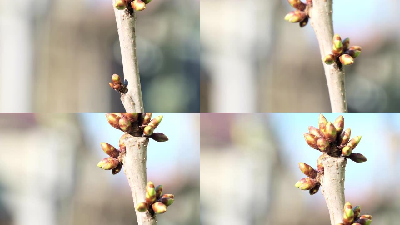 阳光照亮杏树开花的芽