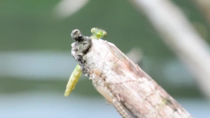 天蓝色豆娘 (Coenagrion puella) 新甲藻和分泌物