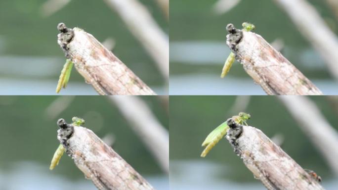 天蓝色豆娘 (Coenagrion puella) 新甲藻和分泌物