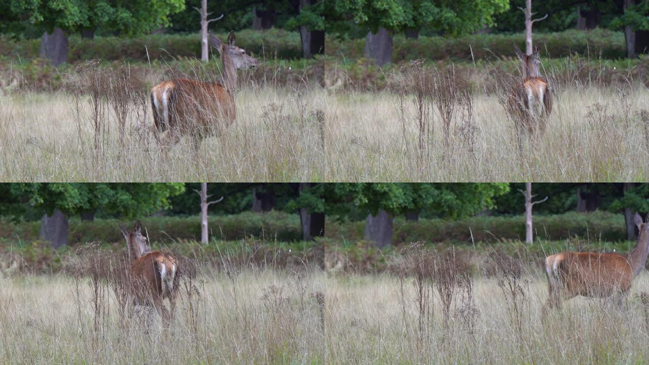 美丽的雌性马鹿站在高高的干草丛中看着镜头