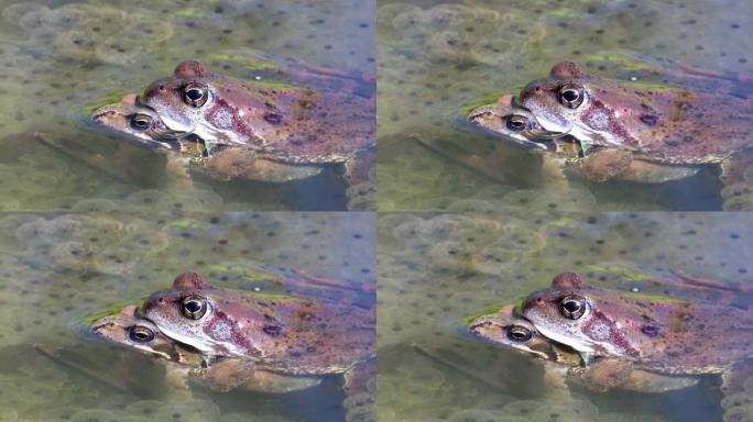 两只常见的青蛙在卵之间产卵时在春季交配。青蛙的特写。春天的欧洲自然。