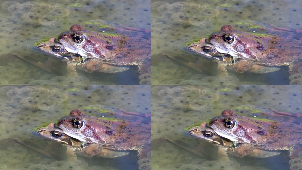 两只常见的青蛙在卵之间产卵时在春季交配。青蛙的特写。春天的欧洲自然。