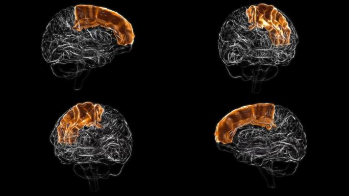 脑额上回解剖医学概念3D动画