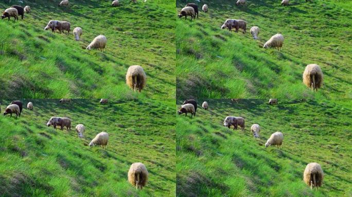 羊群在风景秀丽的山路附近的高山青山上放牧