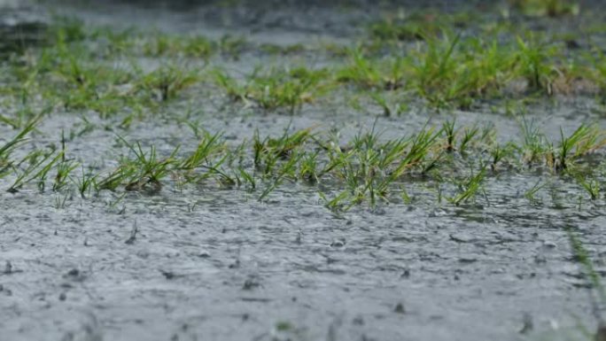 落在草地上的雨水飞溅不会完全吸收并形成水坑