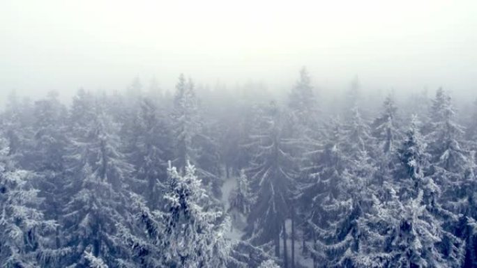 飞越白雪公主的森林树木