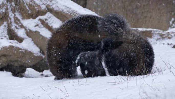 两个金刚狼在下雪的天气中互相玩耍的特写镜头