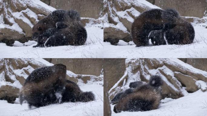 两个金刚狼在下雪的天气中互相玩耍的特写镜头