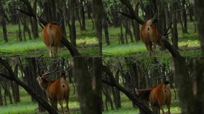 雄性水鹿以慢动作从树上放牧叶子