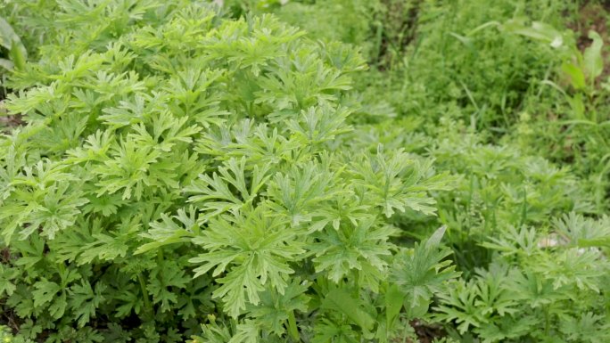 益母草中草药药材药用植物2