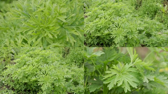 益母草中草药药材药用植物2