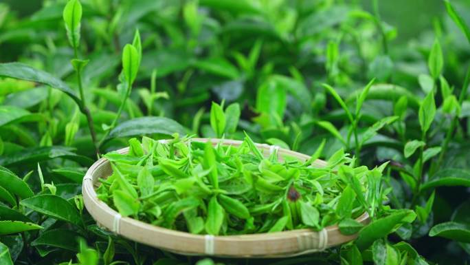 春茶白茶绿茶茶叶毛尖手工茶