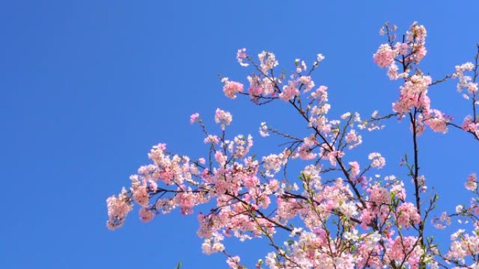 湛蓝的天空下樱花桃花枝丫树枝