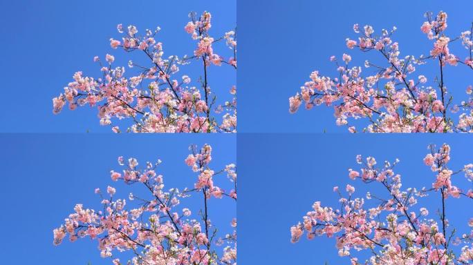 湛蓝的天空下樱花桃花枝丫树枝