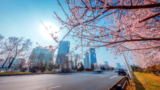 桃花 春天 城市交通 沈阳 美丽中国