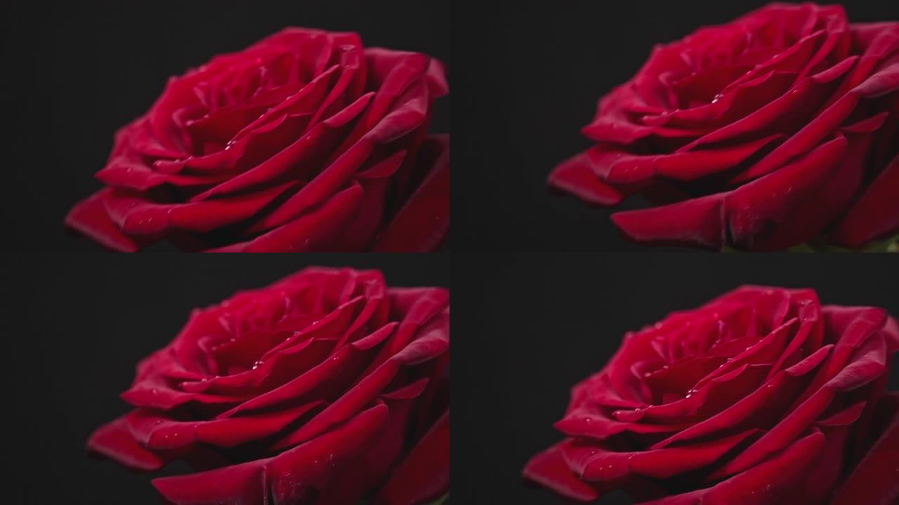 花瓣上有滴的红玫瑰在黑色背景上搅动