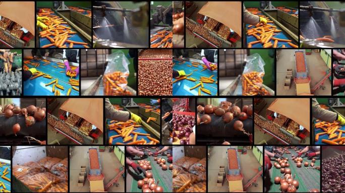 胡萝卜和洋葱收获、分类和包装-多屏幕视频蒙太奇