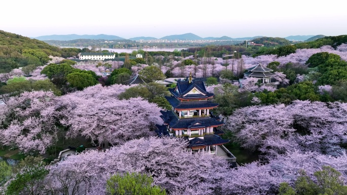 无锡鼋头渚樱花23年最新4K航拍中景