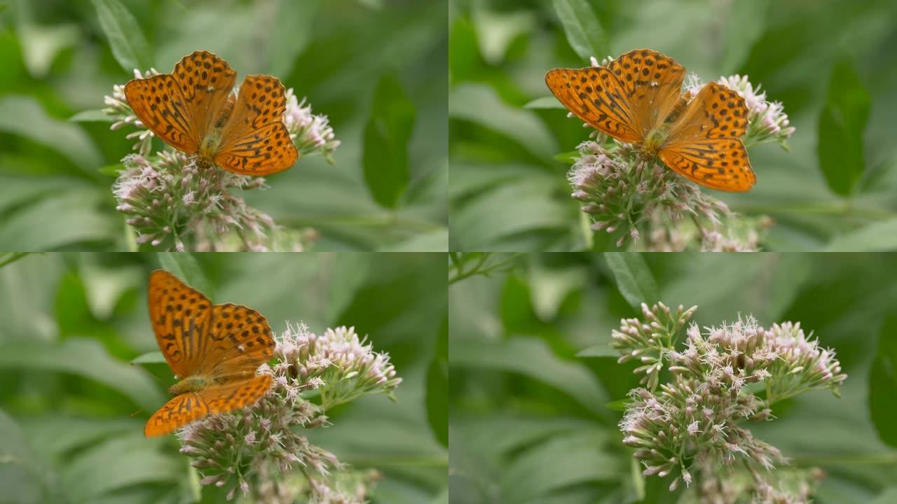 花上银洗的贝母蝴蝶的特写镜头。