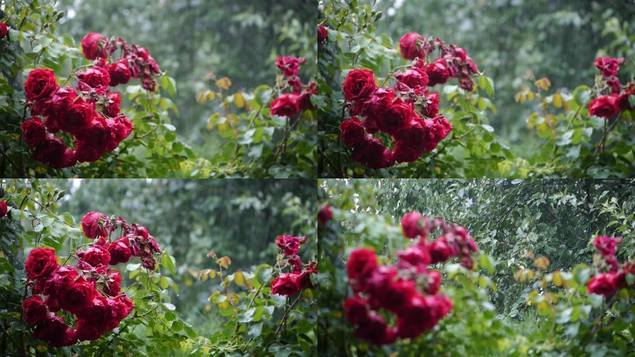 雨声。大雨夏季花园。粉红玫瑰盛开，它们被雨滴弄湿了。玫瑰和树叶被雨水刷新