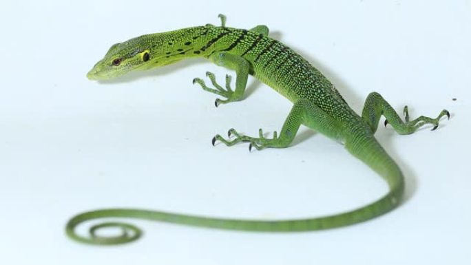 白底翡翠绿树巨蜥 (Varanus prasinus)