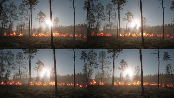 松木中的森林大火。被烧毁的情节和燃烧的树木在烟雾中的太阳背景下。自然灾害。环境，环境污染。高质量4k