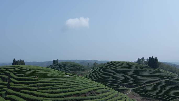 纳溪茶山 多场景(4K) 生态茶 纳溪