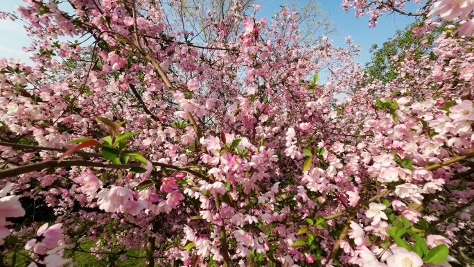 春天粉色海棠花