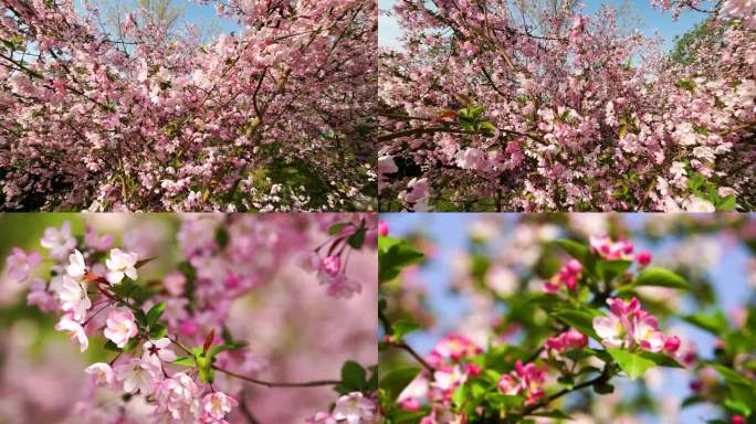 春天粉色海棠花