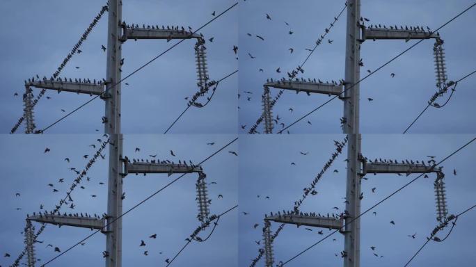 一群欧洲八哥 (Sturnus vulgaris) 栖息在架空电线上。法国奥克西塔尼