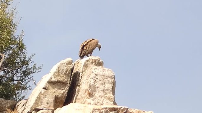 西班牙埃斯特雷马杜拉蒙弗拉格国家公园的野生秃鹰高清。