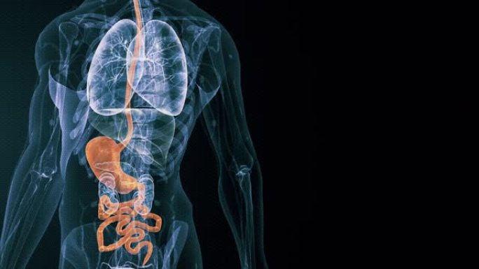 胃人体消化系统胃人体消化系统