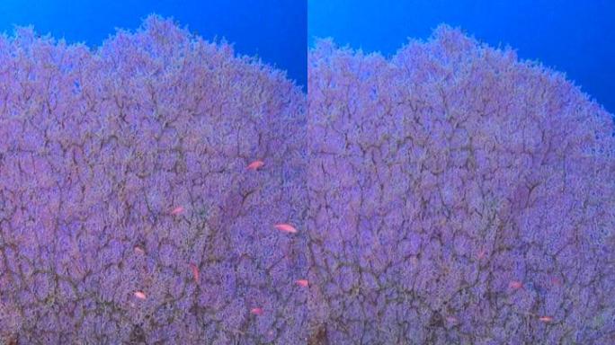 带有anthias的巨大gorgonian seafan水下拍摄的垂直视频
