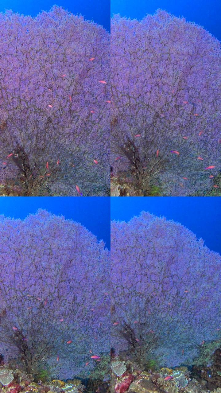 带有anthias的巨大gorgonian seafan水下拍摄的垂直视频