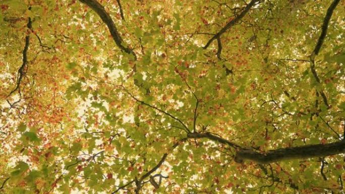 秋天彩树的旋转镜头