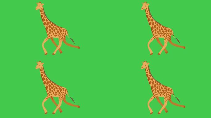 非洲长颈鹿在绿色背景上缓慢行走。