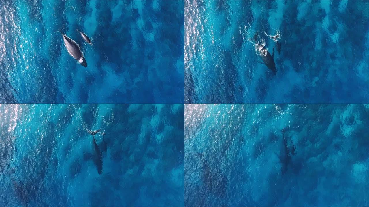 母鲸和小牛座头鲸在深蓝色的开阔海洋中在水面游泳