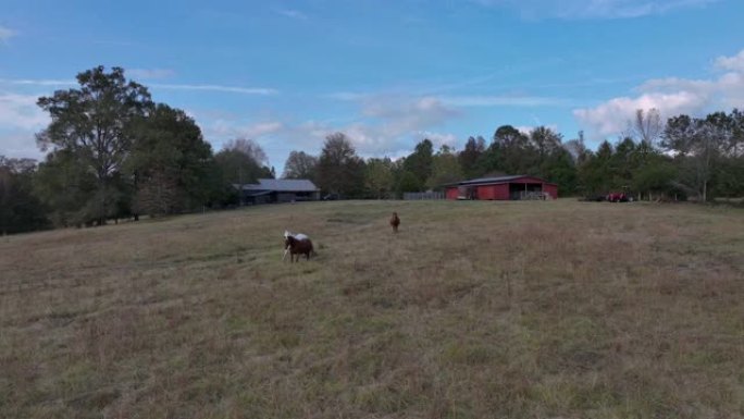 白天，三匹马在牧场的宽阔草地上奔跑的无人机镜头