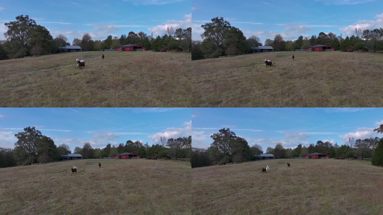 白天，三匹马在牧场的宽阔草地上奔跑的无人机镜头