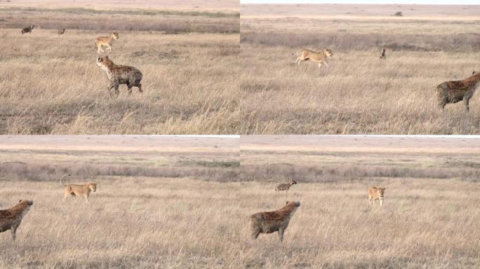 一只母狮跑去抓猎物