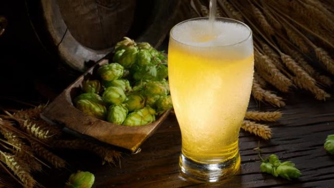 将新鲜的啤酒流倒入一杯未经过滤的精酿啤酒中，背景是成熟的啤酒花，大麦的耳朵和自制啤酒的精神。