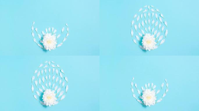 白色的天然花瓣从菊花中出来，形成椭圆形或卵形。创意复活节假期概念。