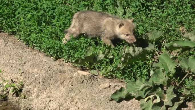 灰狼幼崽在森林里行走。北极狼 (Canis lupus arctos)。