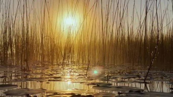 黎明芦苇上的晨露，温暖的水浮在水面，轻雾，阳光照亮了站在水中的草茎，睡莲从水中伸出，和平与安宁