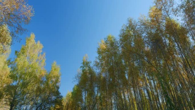 自然改变场景。蓝色天空背景的橙色秋叶。美丽的秋景。低角度视图。