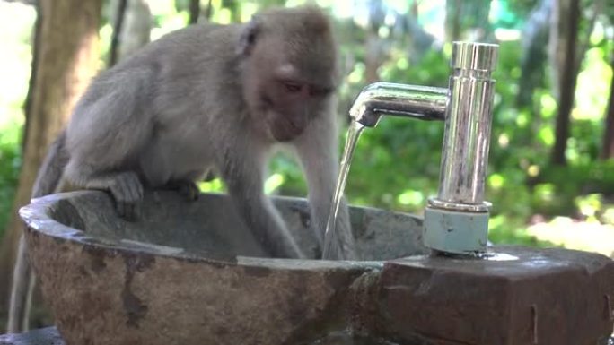 乌布神圣猴子森林保护区的猴子玩水从水龙头里出来