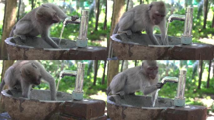 乌布神圣猴子森林保护区的猴子玩水从水龙头里出来