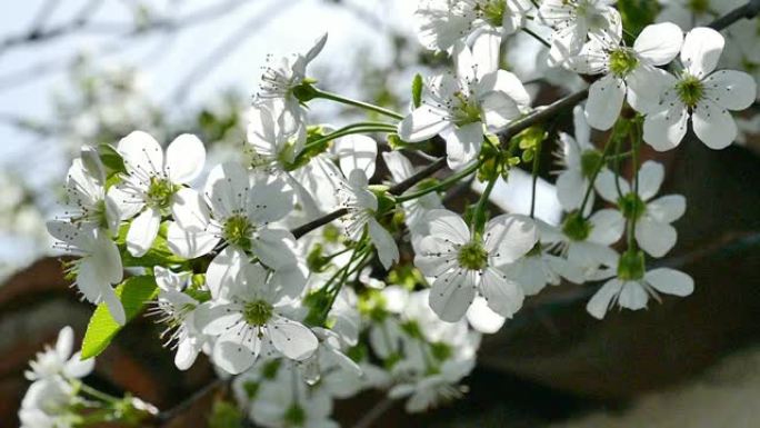 春季白色开花树的Slo Mo，特写