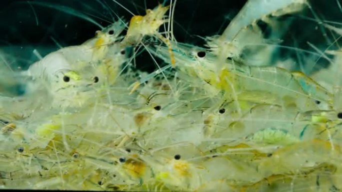 活体虾游泳的特写镜头，水族馆中的宏正在产卵
